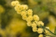 種植柑橘苗怎么用有機(jī)肥施肥（柑橘有機(jī)肥什么時(shí)候下最合適）