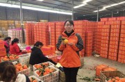 四川柑橘病蟲害防治時(shí)間_丑八怪柑桔介紹
