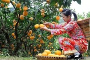 寬皮柑橘種植技術(shù)_橘子橙子柚子家族關(guān)系