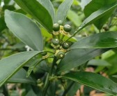 柑橘種植時(shí)害怕什么病蟲(chóng)害_使用敵敵畏對(duì)沙糖桔有什么影響