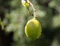 正宗四川柑桔樹苗：優(yōu)質(zhì)高產(chǎn)良種，產(chǎn)地直供，成活率高保障