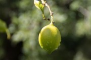 正宗四川柑桔樹苗：優(yōu)質(zhì)高產(chǎn)良種，產(chǎn)地直供，成活率高保障