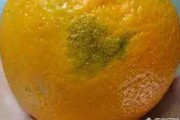 柑橘動(dòng)力蓋膜種植技術(shù)_小柑橘樹薄膜蓋樹根嗎