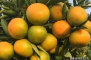 柑橘種植技術(shù)秋季_丑美人柑橘種植方法 柑橘種植技術(shù)秋季_丑美人柑橘種植方法