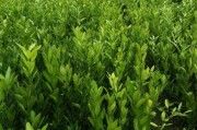 柑橘種植技術(shù)有哪些優(yōu)點(diǎn)_柑橘園最好套養(yǎng)模式 柑橘種植技術(shù)有哪些優(yōu)點(diǎn)_柑橘園最好套養(yǎng)模式