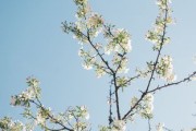 柑橘樹嫁接后多久去除膜？關(guān)鍵技術(shù)要點與最佳時間解析