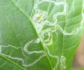 柑橘樹(shù)病蟲害防護(hù)綠化_桔子樹(shù)葉子早期銹斑怎么辦