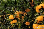 愛(ài)媛38小樹的修剪_我的家鄉(xiāng)是丘陵地形 愛(ài)媛38小樹的修剪_我的家鄉(xiāng)是丘陵地形