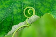 柑蛆防治新方法：生物誘殺技術(shù)助力柑橘產(chǎn)業(yè)綠色發(fā)展