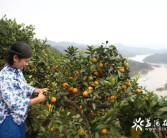 安化柑橘種植技術_湖南長沙有什么出名的特產(chǎn)