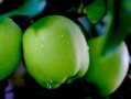 中國(guó)十大產(chǎn)區(qū)最好吃早熟柑桔盤(pán)點(diǎn)：鮮甜多汁的秋季果王來(lái)襲！