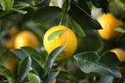柑橘樹嫩葉發(fā)黃怎么回事（柑橘樹葉子發(fā)黃是怎么回事）