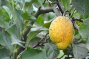 早熟優(yōu)良柑橘新品種介紹視頻教程：手把手教你栽培技術與病蟲害防治完整指南