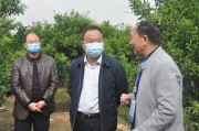 蒲江柑橘的種植技術(shù)_四川沒(méi)有什么水果