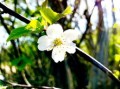 柑樹開花可以打?；ū９巻幔ǜ虡溟_花可以打?；ū９巻釄D片）