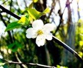 柑樹開花可以打?；ū９巻幔ǜ虡溟_花可以打?；ū９巻釄D片）