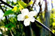 柑樹開花可以打?；ū９巻幔ǜ虡溟_花可以打?；ū９巻釄D片）