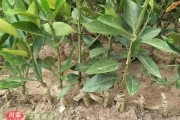 甘平柑橘種植技術6_果園怎么用有機肥