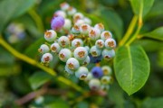 柑果核果屬什么？植物分類學(xué)角度解析其歸屬特征
