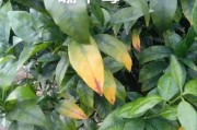 柑橘病蟲害缺素自動(dòng)識(shí)別器_柑橘新梢葉片黃色不轉(zhuǎn)綠是什么原因