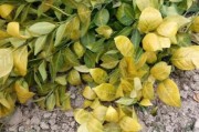 柑橘種植技術(shù)培訓(xùn)班通知_川津五號(hào)柑橘樹苗哪里有賣 柑橘種植技術(shù)培訓(xùn)班通知_川津五號(hào)柑橘樹苗哪里有賣