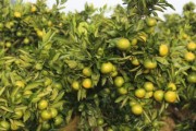 柑橘種植技術(shù)參觀_廣甘柑種植技術(shù)與管理 柑橘種植技術(shù)參觀_廣甘柑種植技術(shù)與管理