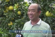 龍巖柑橘種植技術(shù)_今年水果價格上漲的原因是什么