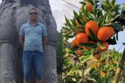 東方紅柑橘種植技術網(wǎng)_東方紅橘是個什么品種