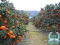 金桔種植會噴多農藥嗎（金桔種植會噴多農藥嗎視頻）