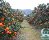 柑子煮水正確做法詳解：掌握關(guān)鍵步驟與健康功效全解析