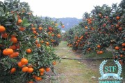 金桔種植會(huì)噴多農(nóng)藥嗎（金桔種植會(huì)噴多農(nóng)藥嗎視頻）