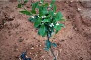 柑橘種植幼樹管理技術(shù)_柑橘為什么施肥要春氮夏磷秋鉀冬有機(jī)呢 柑橘種植幼樹管理技術(shù)_柑橘為什么施肥要春氮夏磷秋鉀冬有機(jī)呢