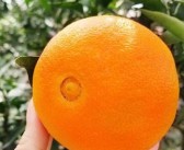 今日柑橘苗價(jià)格最新行情：市場(chǎng)動(dòng)態(tài)與選購指南深度解析