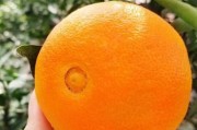 甘桔孕婦能吃嗎百度百科（孕婦可以吃甘橘子嗎）