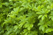 柑橘幼樹嫁接前可以施肥嗎？專家解答施肥注意事項與技巧