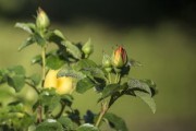 未來十年最好柑橘品種有哪些？解析2024-2034年柑橘種植黃金品種推薦