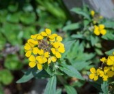 打什么藥可以讓柑橘催花（什么藥打了柑橘會(huì)落花）