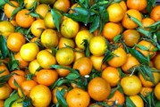 東方紅柑橘種植技術(shù)視頻播放(東方紅是柑子還是桔子) 東方紅柑橘種植技術(shù)視頻播放(東方紅是柑子還是桔子)