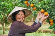 秋季柑橘易發(fā)生的病蟲(chóng)害_冬天柑橘施羊糞的正確方法