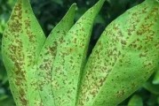 多一菌靈能?chē)姼涕俨∠x(chóng)害嗎_柑桔果怎么預(yù)防灰霉病