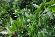 柑橘種植技術(shù)防病_石硫合劑在果樹上怎么用 柑橘種植技術(shù)防病_石硫合劑在果樹上怎么用