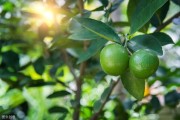 柑橘大棚防蟲(chóng)網(wǎng)種植技術(shù)_柑橘冬季嫁接方法