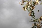 四川眉山正宗耙耙柑苗：高產(chǎn)優(yōu)質(zhì)品種推薦與種植技術(shù)解析