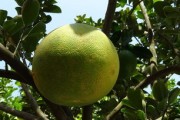 柑橘樹怎么養(yǎng)護(hù)管理技術(shù)（柑橘樹怎么養(yǎng)護(hù)管理技術(shù)與管理）