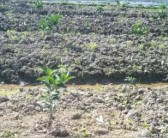 柑橘種苗種植技術(shù)_柑橘裸根苗怎么種植存活高生長快