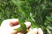 柑橘病蟲害圖譜與用藥指導(dǎo)_柑橘二保什么時(shí)間打藥