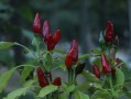 沙糖桔苗幾年才結(jié)果（沙糖桔樹苗什么時候發(fā)芽）