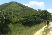 柑橘種植新技術(shù)1畝100棵_柑橘種植4米X2米一畝地多少株