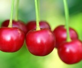 紅美人柑橘樹(shù)苗售價(jià)：2023年最新價(jià)格及選購(gòu)指南