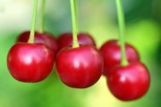 紅美人柑橘樹(shù)苗售價(jià)：2023年最新價(jià)格及選購(gòu)指南